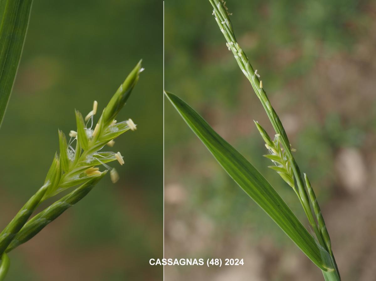 Meadow-grass, Flattened flower